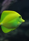 shallow focus photo of green fish