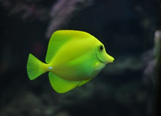 shallow focus photo of green fish