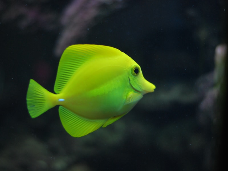 Angelfish