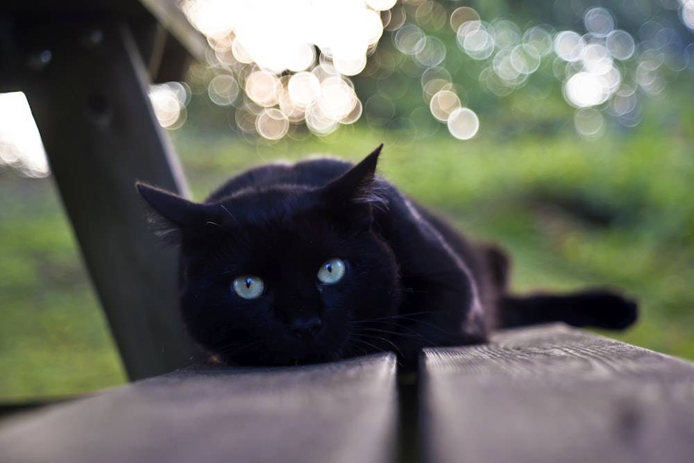 selective focus photography of black cat on bench