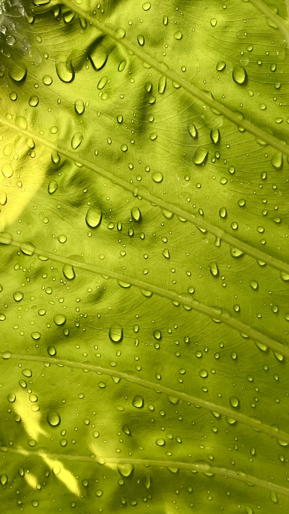 Wassertropfen auf grünem Blatt