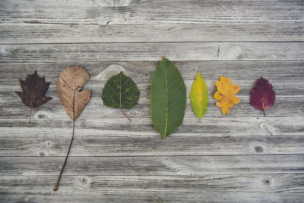 feuilles de couleurs assorties