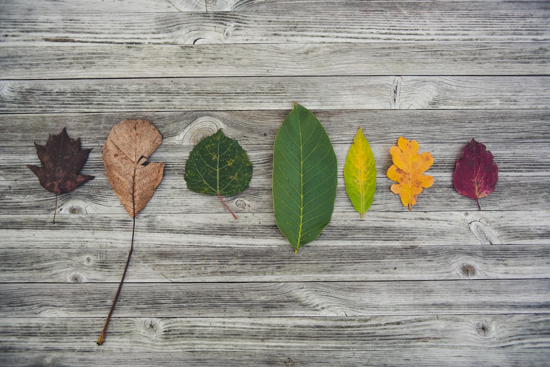 assorted-color leaves