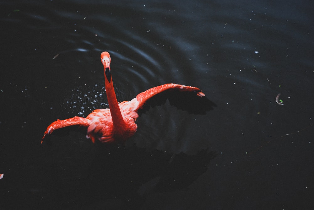 red flamingo on water during daytime