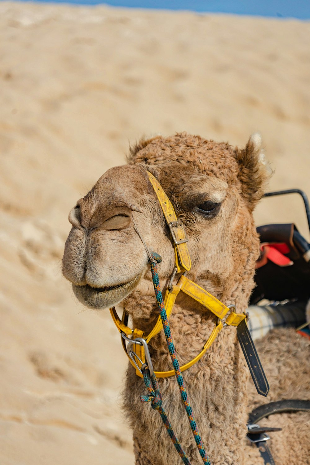 brown camel with brown strap during daytime