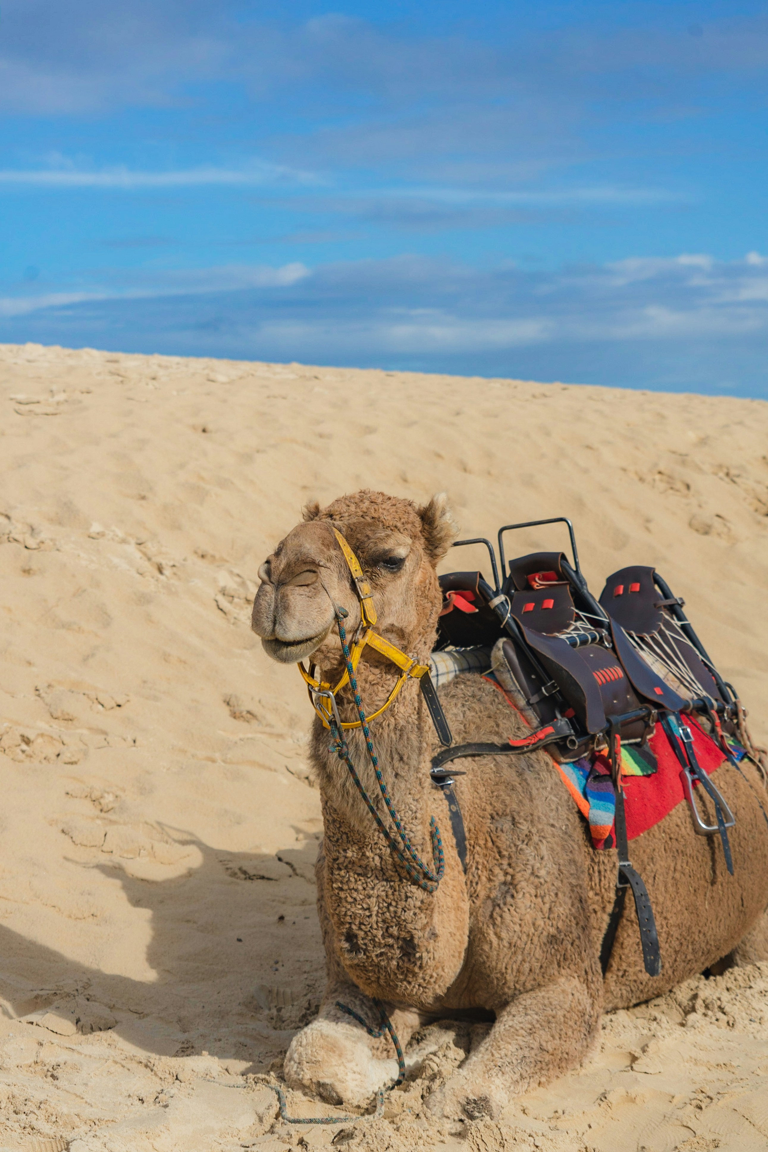 brown camel