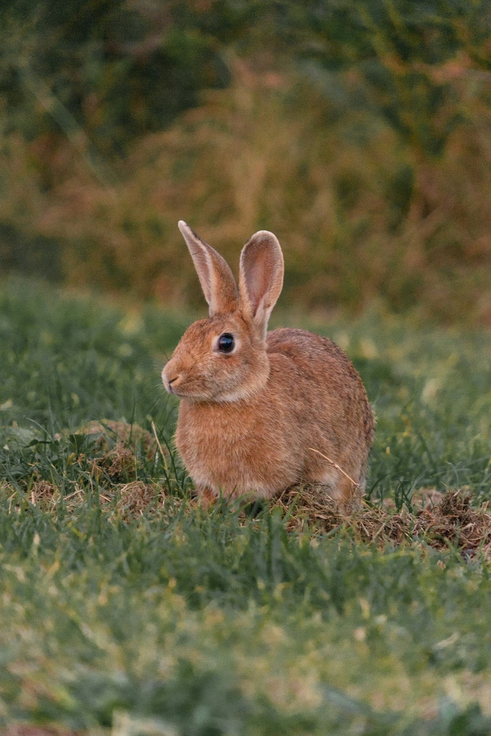 잔디밭에 갈색 토끼