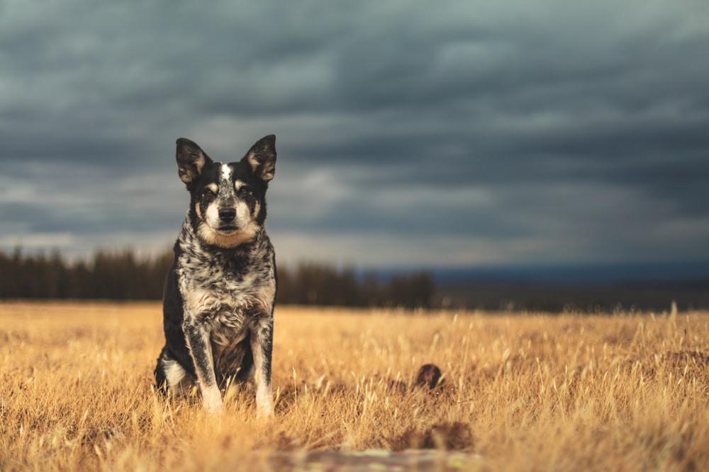 black and white Australian Cattle dog on field under gray skies