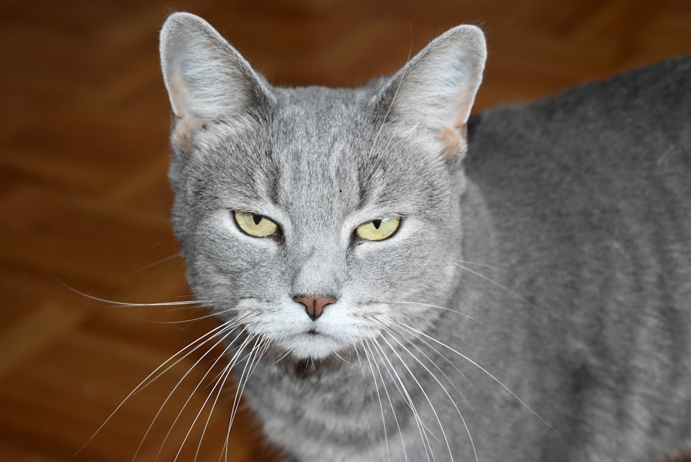 gatto grigio