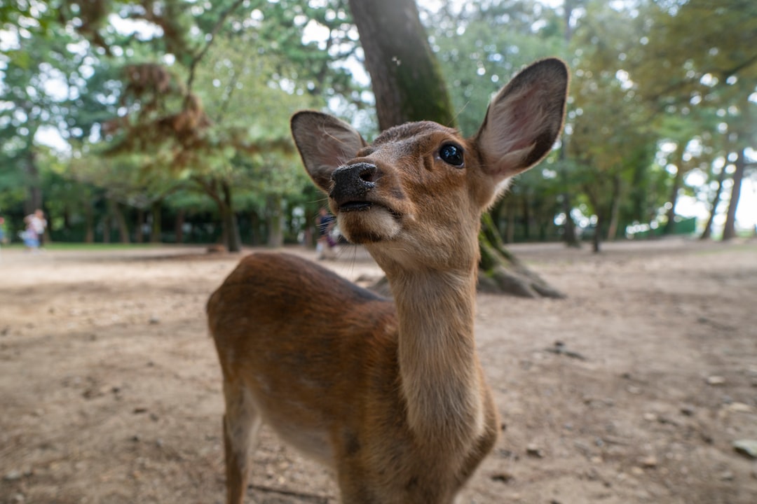 brown dotted deer