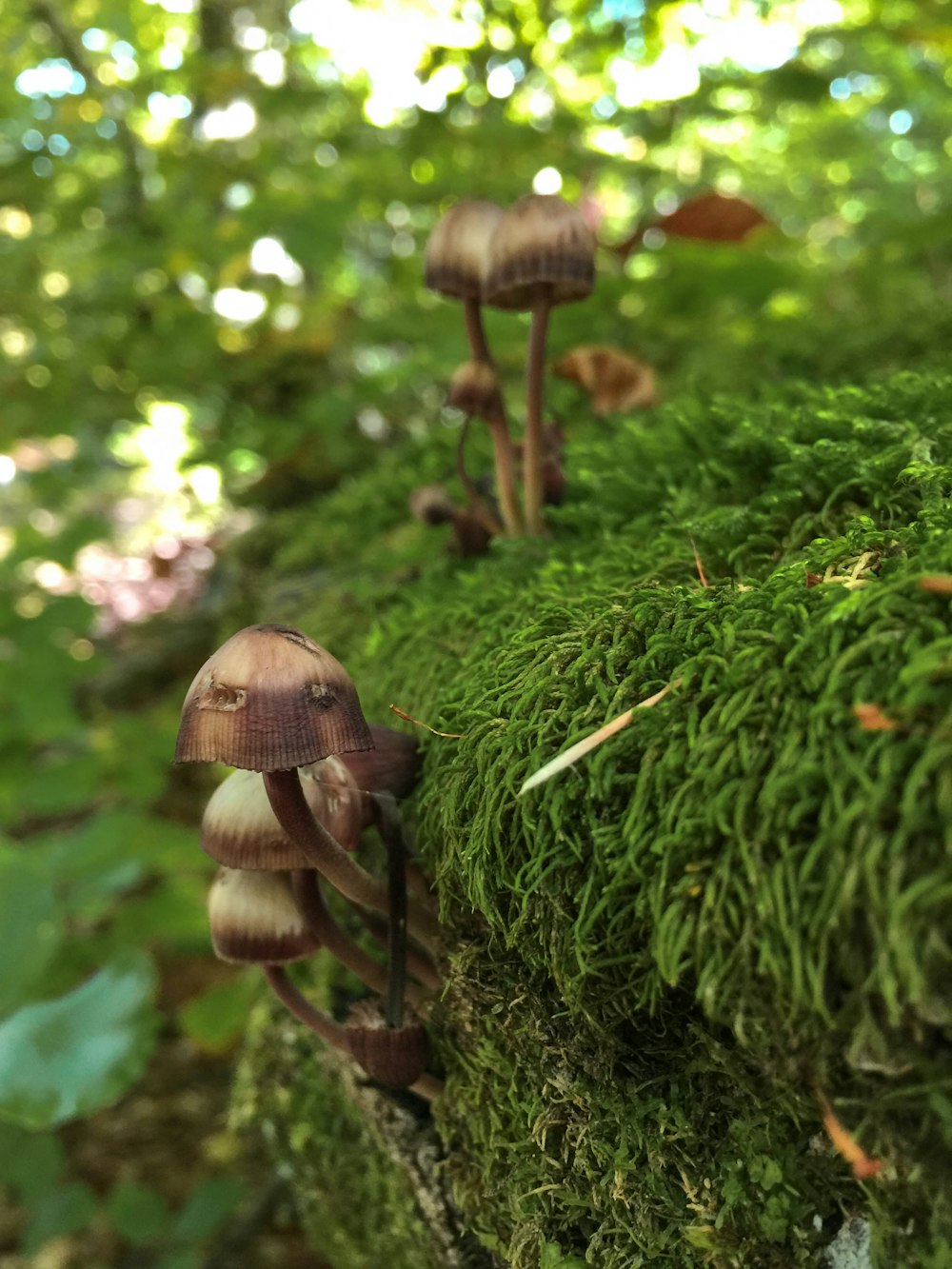 mushrooms on green plant
