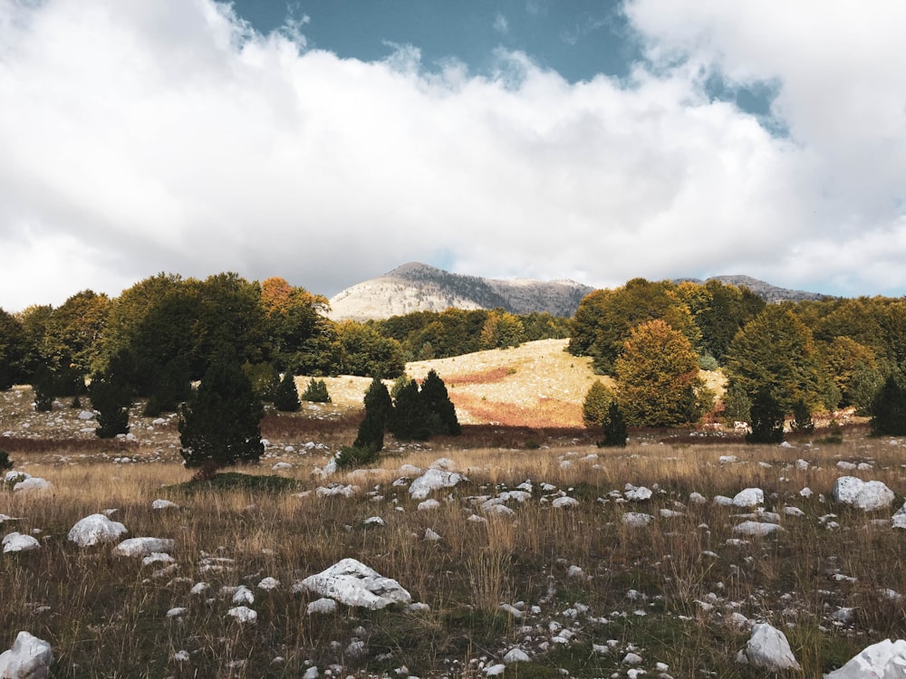 green-leafed trees near mountain under white clouds