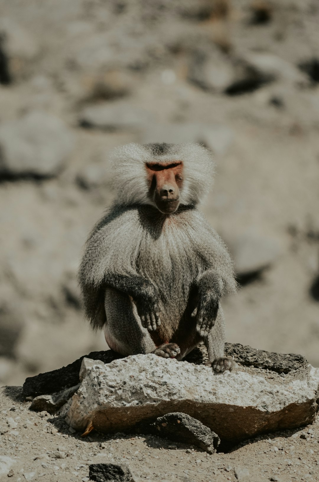 gray baboon monkey