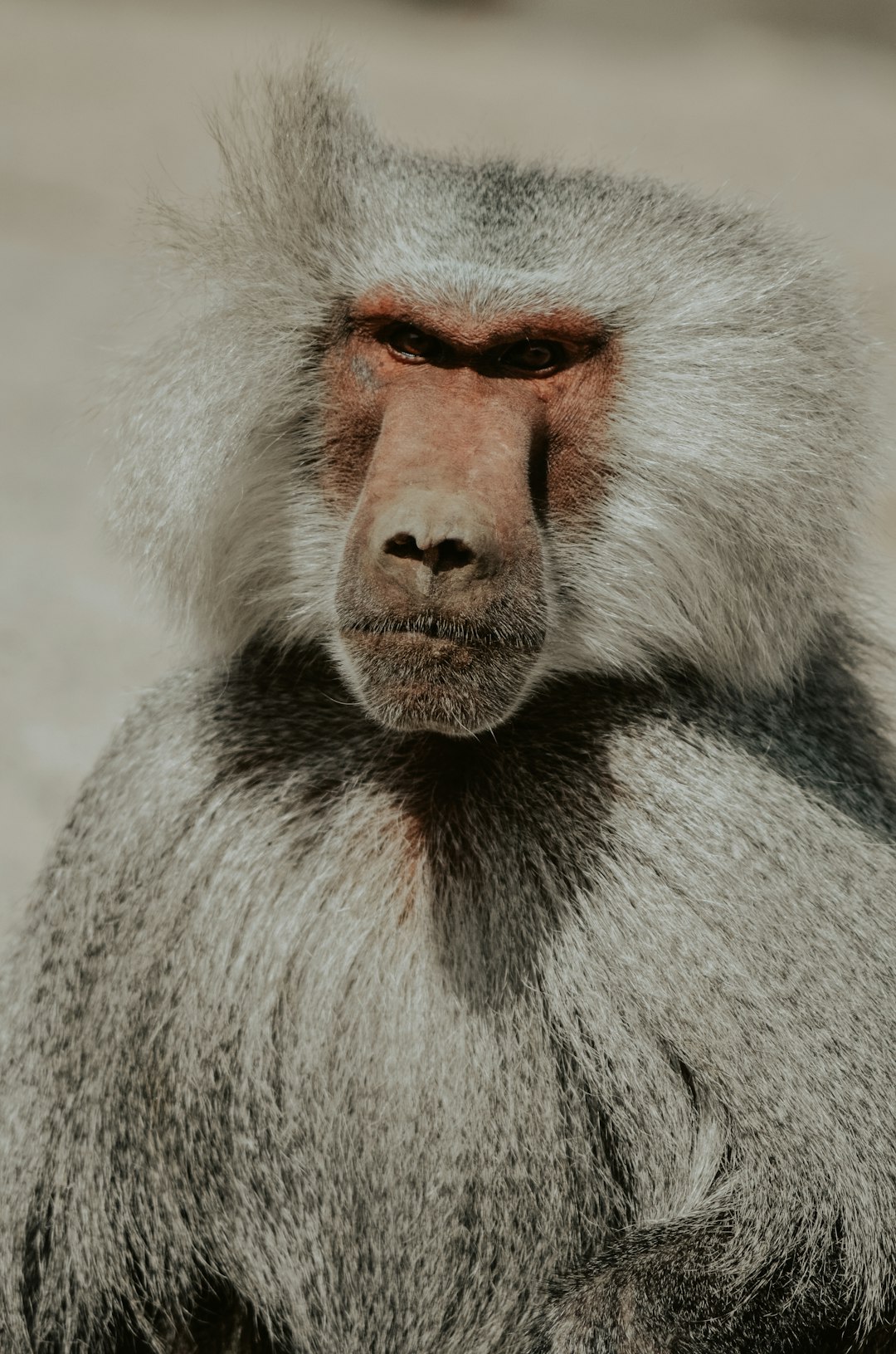 selective focus photo of baboon