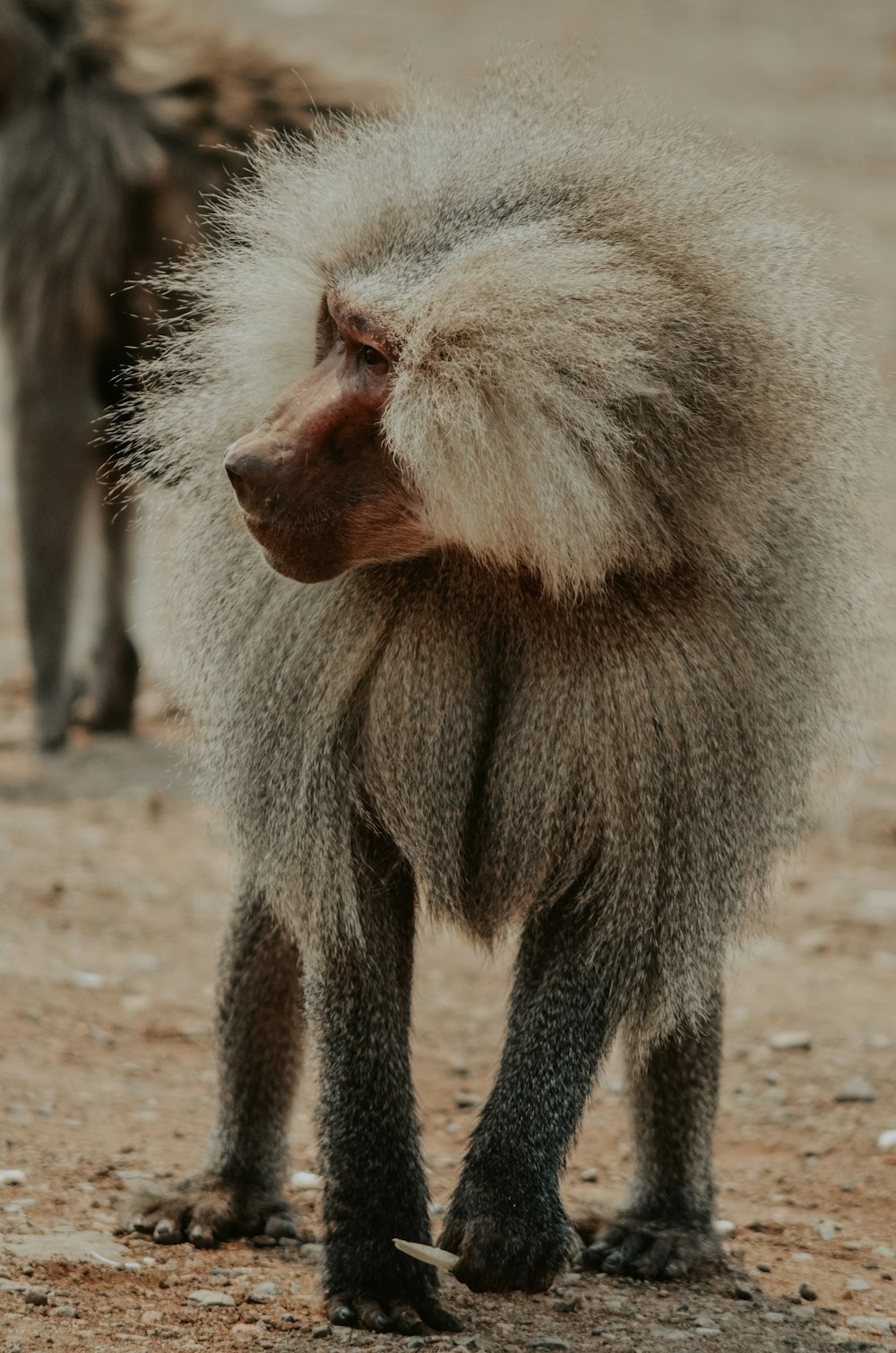 baboon on ground