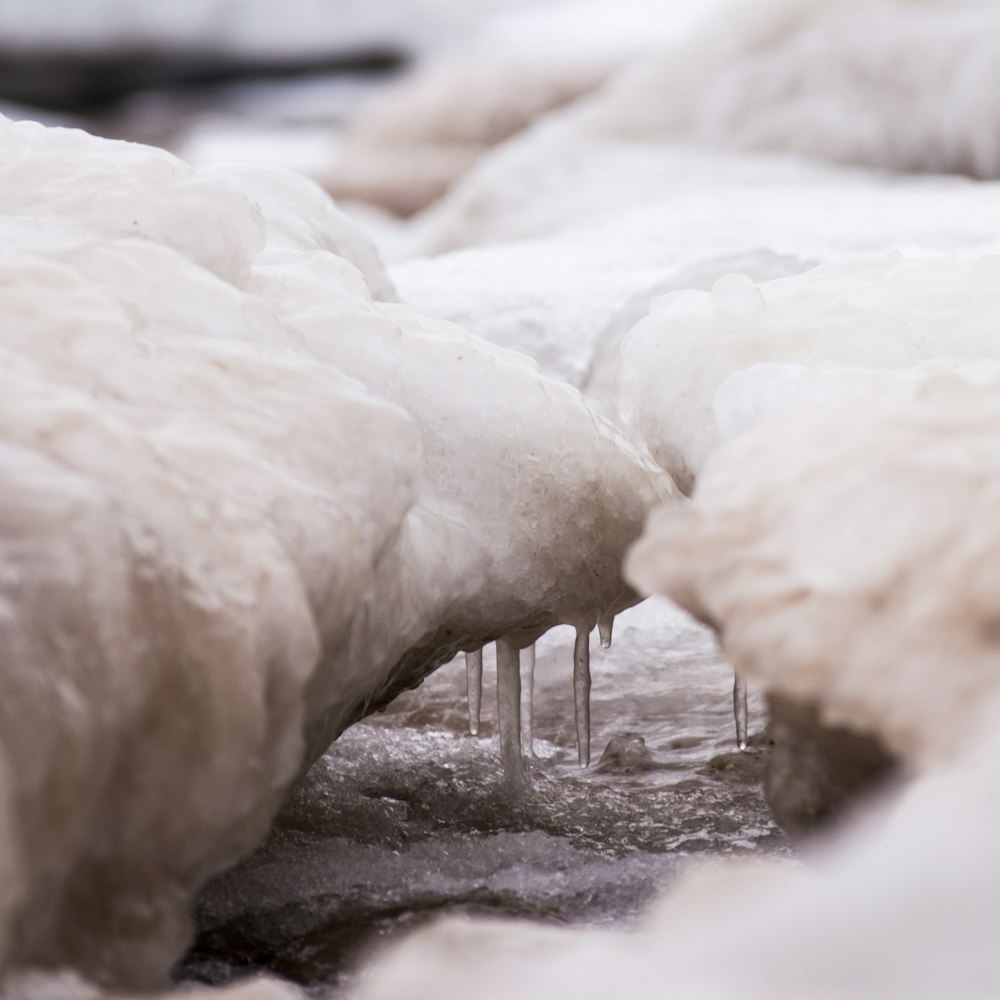 a group of white birds standing on top of ice