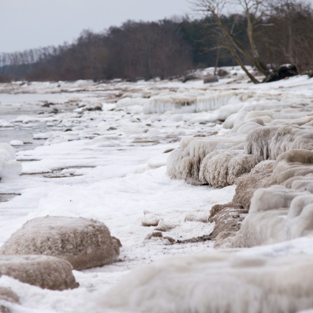 roches blanches et arbres desséchés