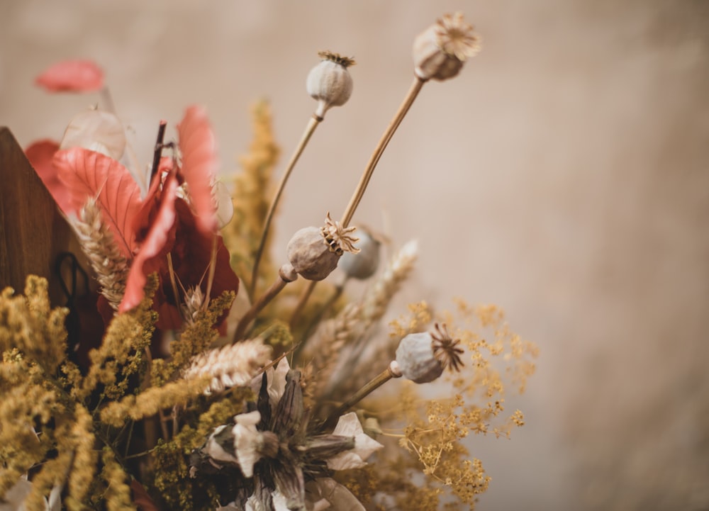 yellow and brown flowers