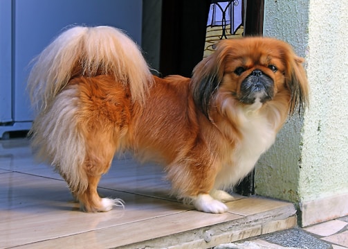 A small, fluffy dog with a long, reddish-brown and white coat stands indoors on a tiled floor near an open door. The dog has an expressive face with a flat nose and long ears.