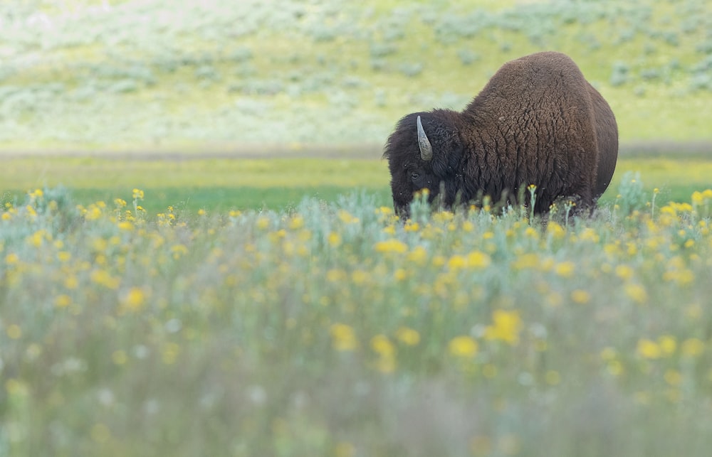 bison on yellow flower field