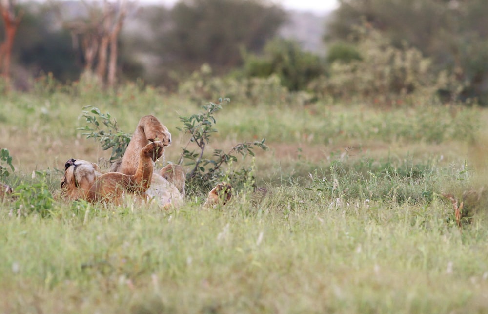 lioness on green field surrounded with tall and green trees during daytime