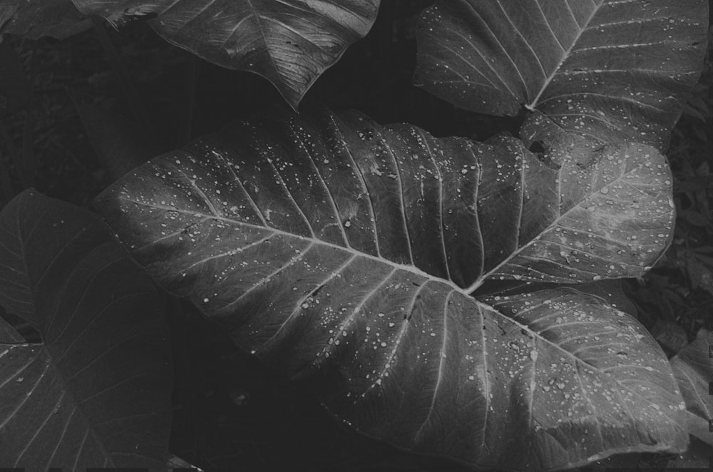 grayscale photography of water drops on plants