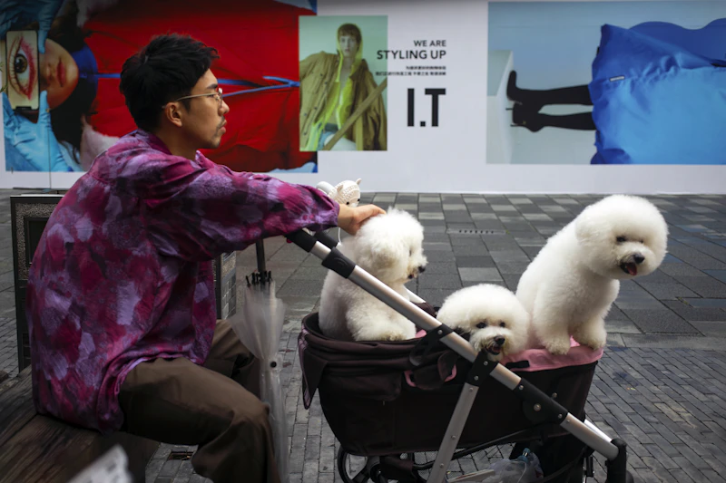 Best Pet-Friendly Cafes in Shanghai Where Your Dog Is as Welcome as You