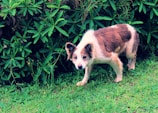 A medium-sized dog with white and brown fur stands on green grass beside a dense shrubbery with green leaves. The dog appears to be old and is looking directly at the camera with a serious expression. There is a lush and natural environment surrounding the dog.