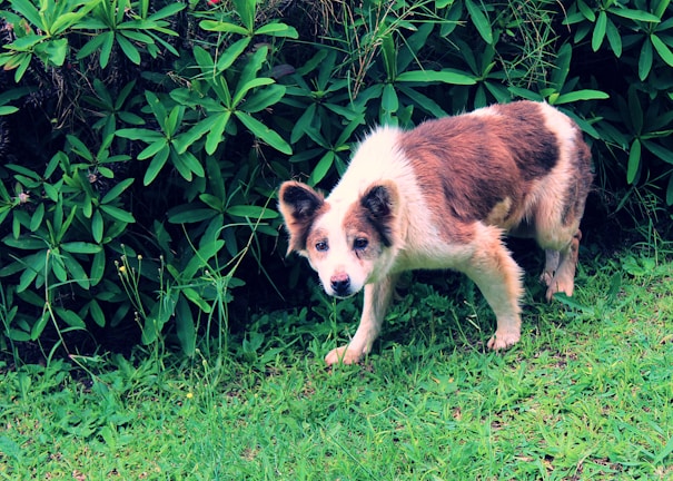 A medium-sized dog with white and brown fur stands on green grass beside a dense shrubbery with green leaves. The dog appears to be old and is looking directly at the camera with a serious expression. There is a lush and natural environment surrounding the dog.