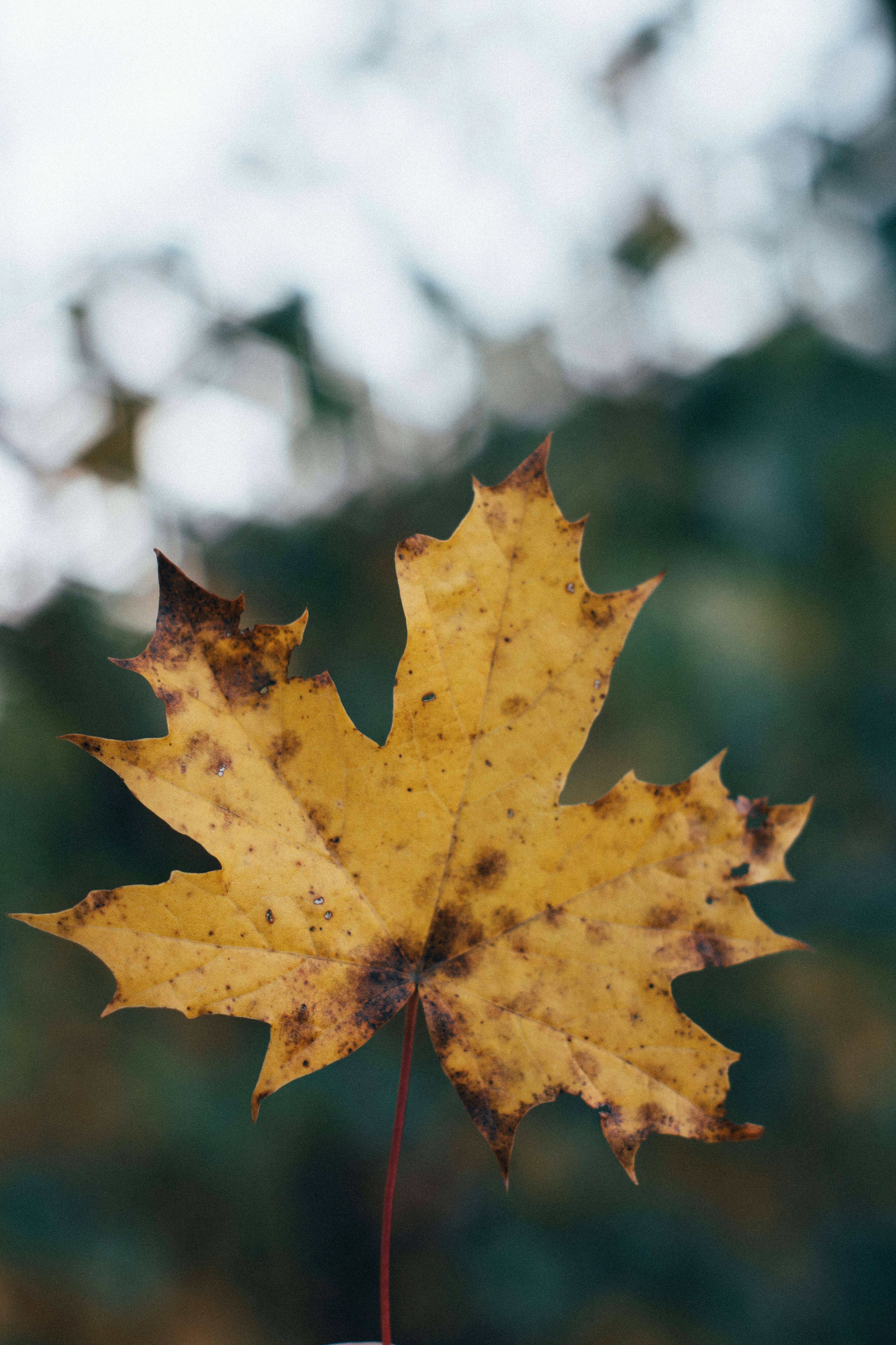 Photo by benjamin_raffetseder