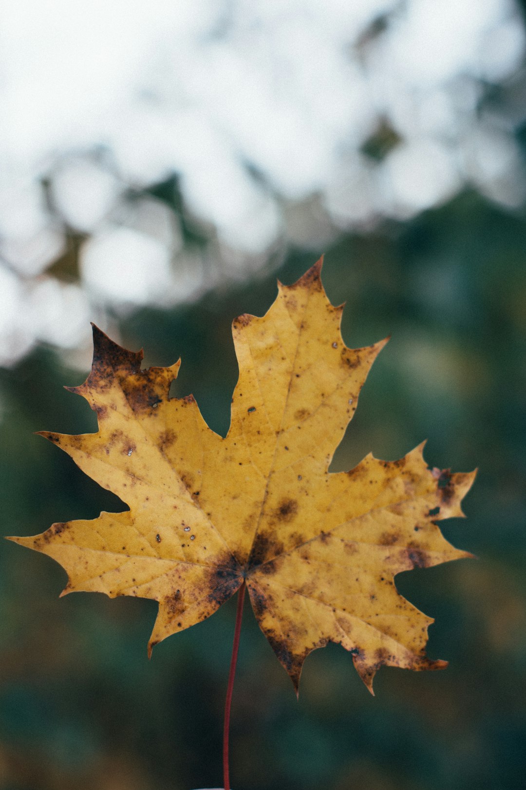 yellow maple leaf