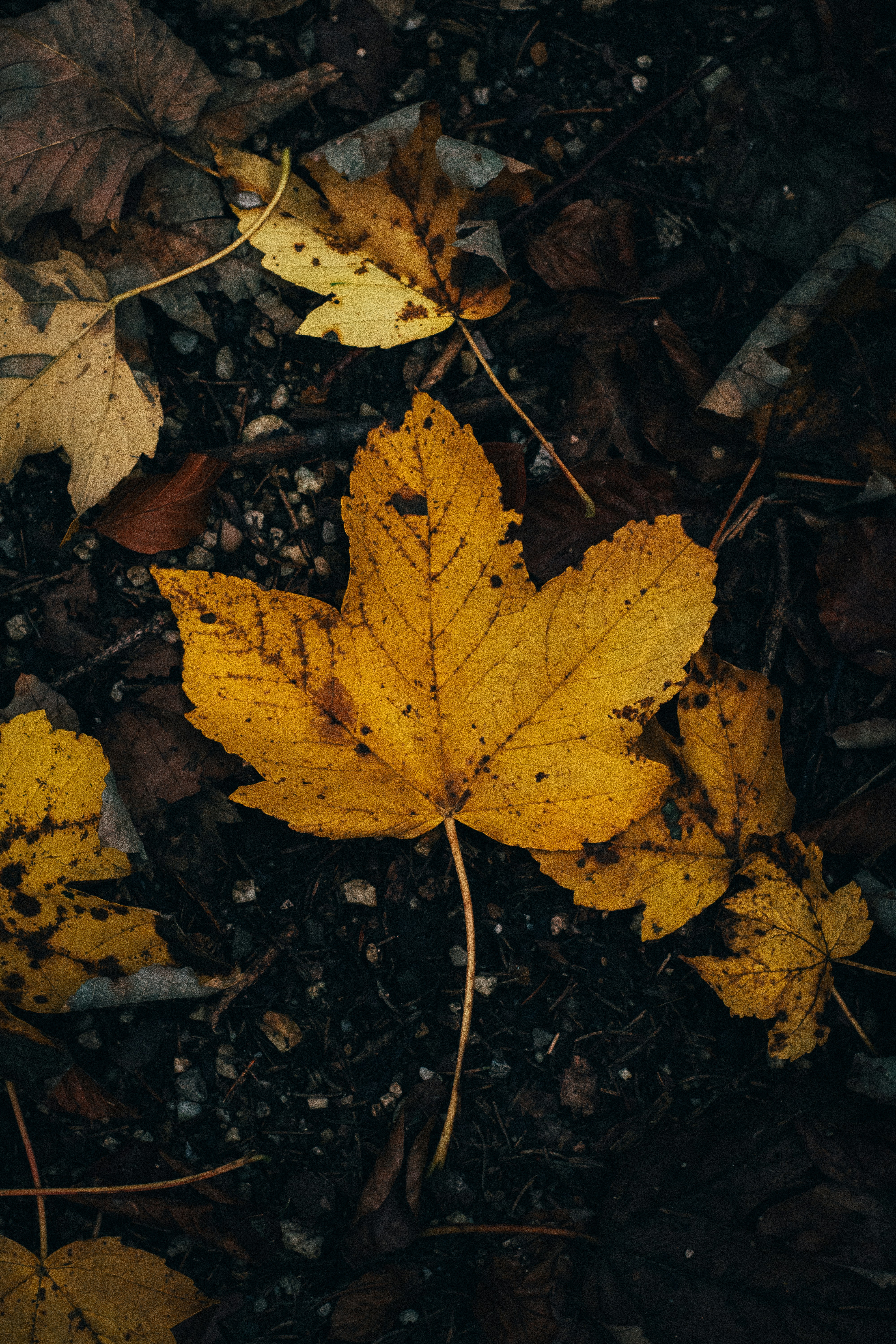 Photo by benjamin_raffetseder