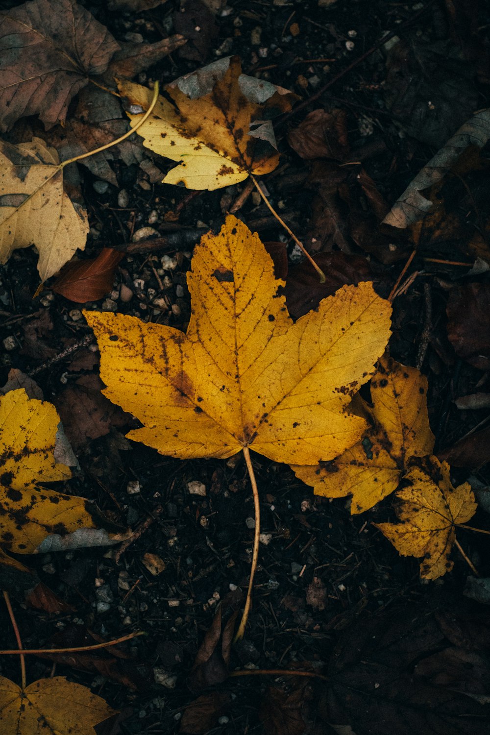 brown leaves