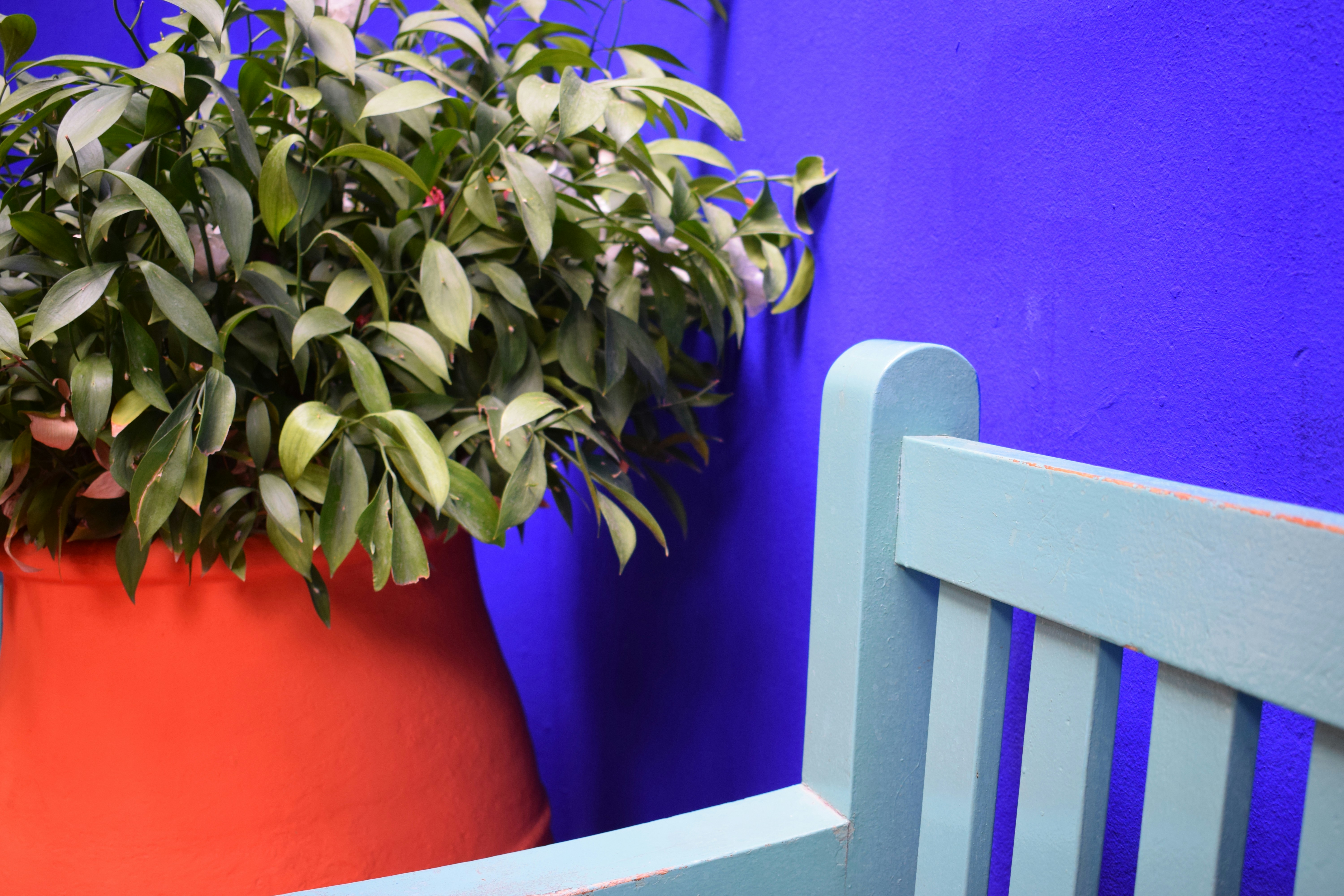 Teal Wooden Bench By Plants Photo Free Plant Image On Unsplash