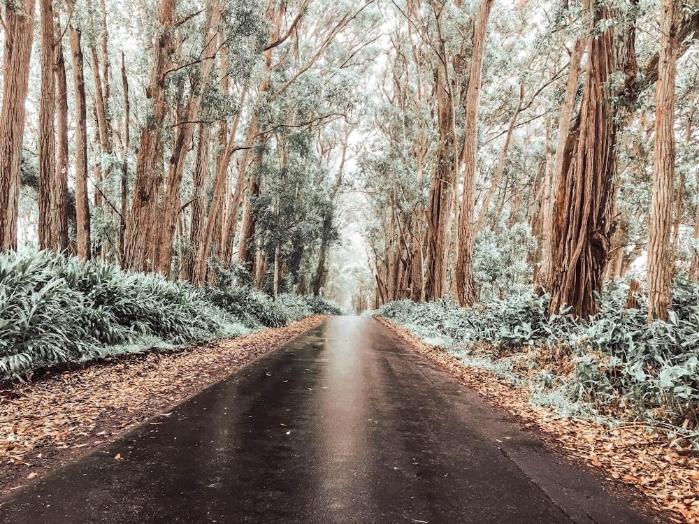 gray road surrounded with tall and green trees during daytime