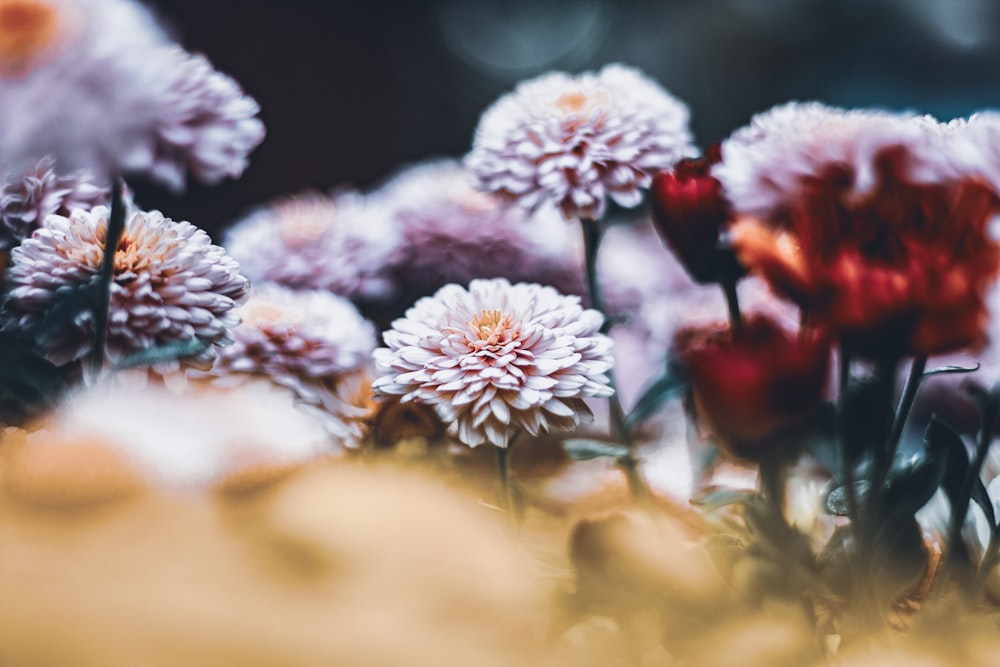 assorted flowers