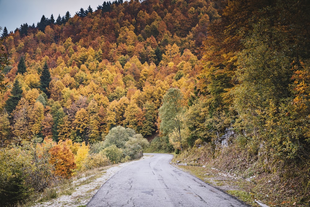 gray road surrounded with tall and yellow trees during daytime