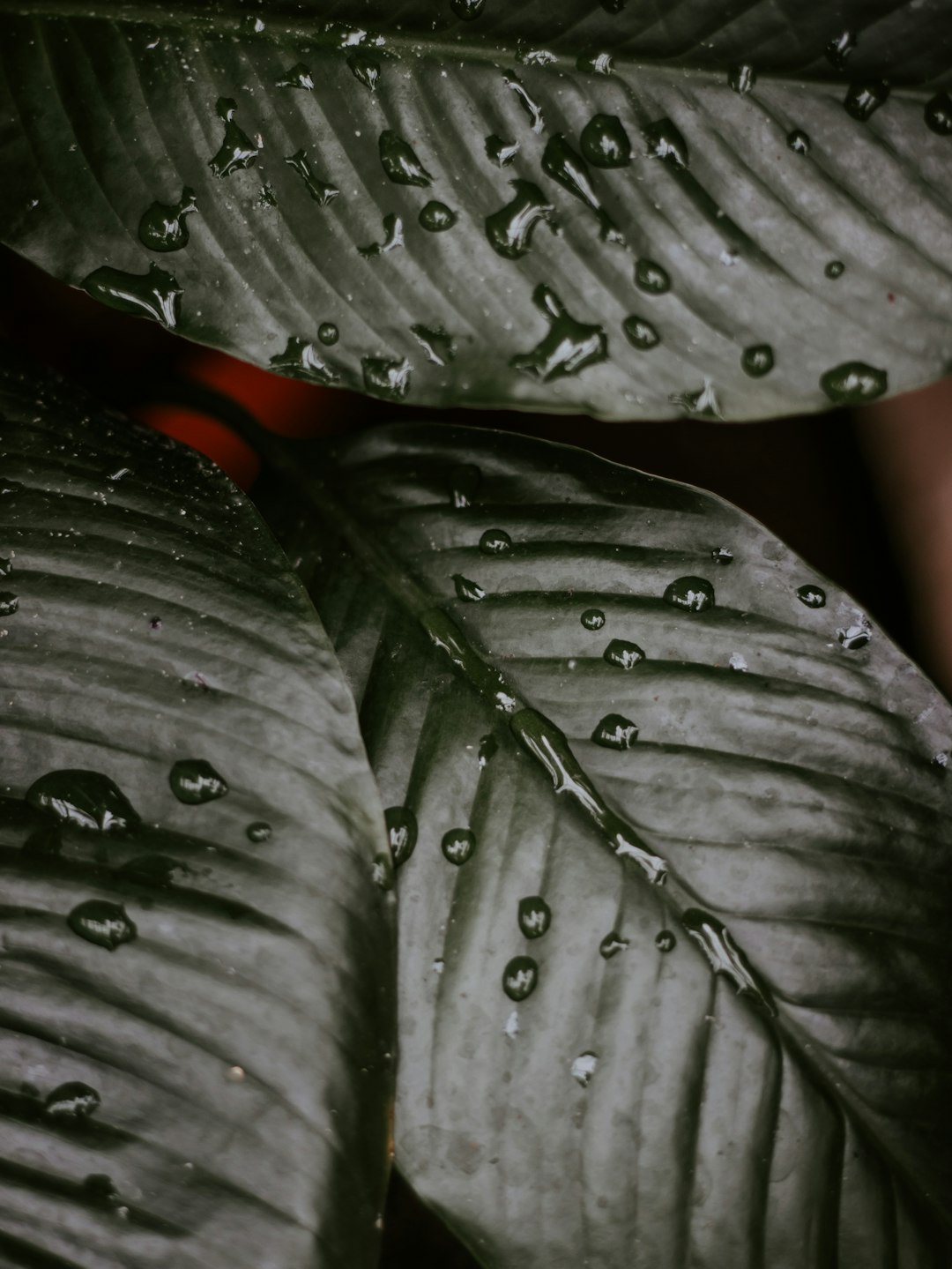 macro photography of water drops on green leaf plants