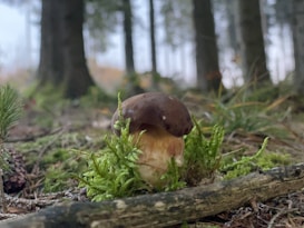 A mushroom with a dark brown cap and light beige stem is nestled among green moss in a forest setting. Tall trees with blurred trunks form the backdrop, and the ground is covered with various forest floor elements such as twigs and small patches of grass.