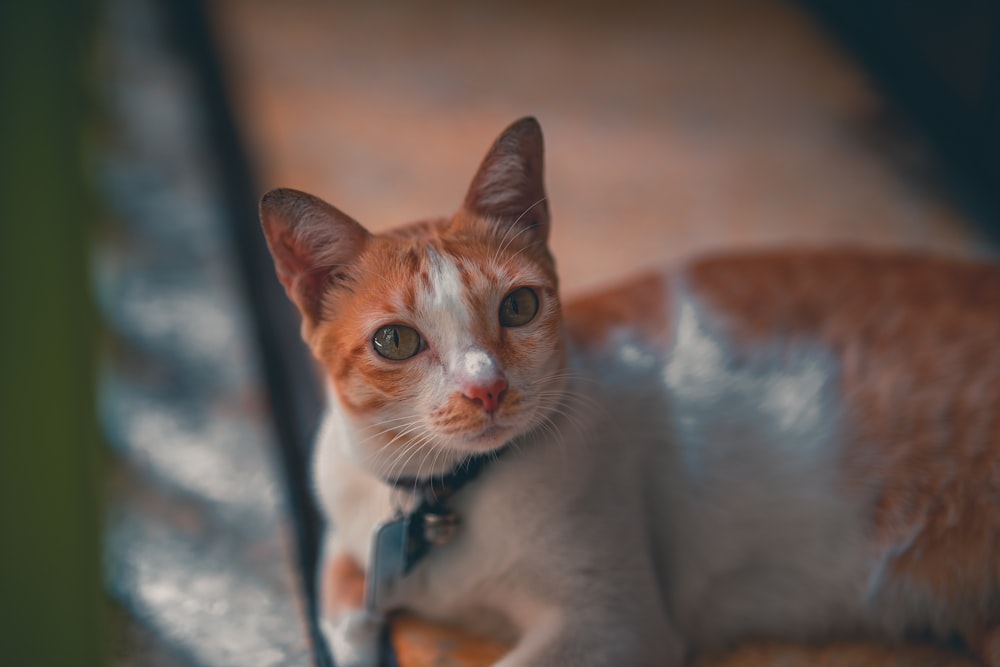 selective focus photography of orange and white cat on ground