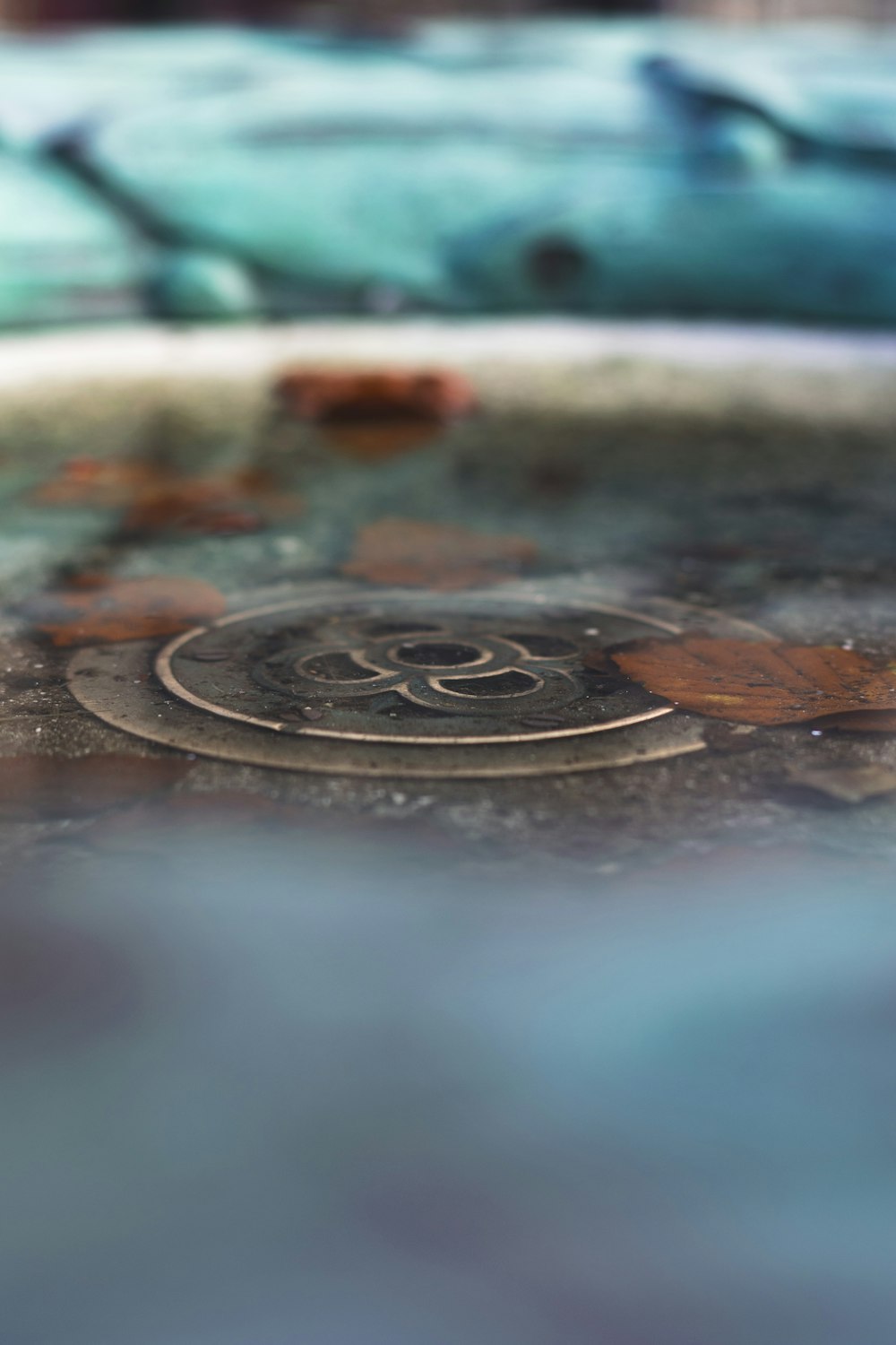 fallen leaves on concrete ground