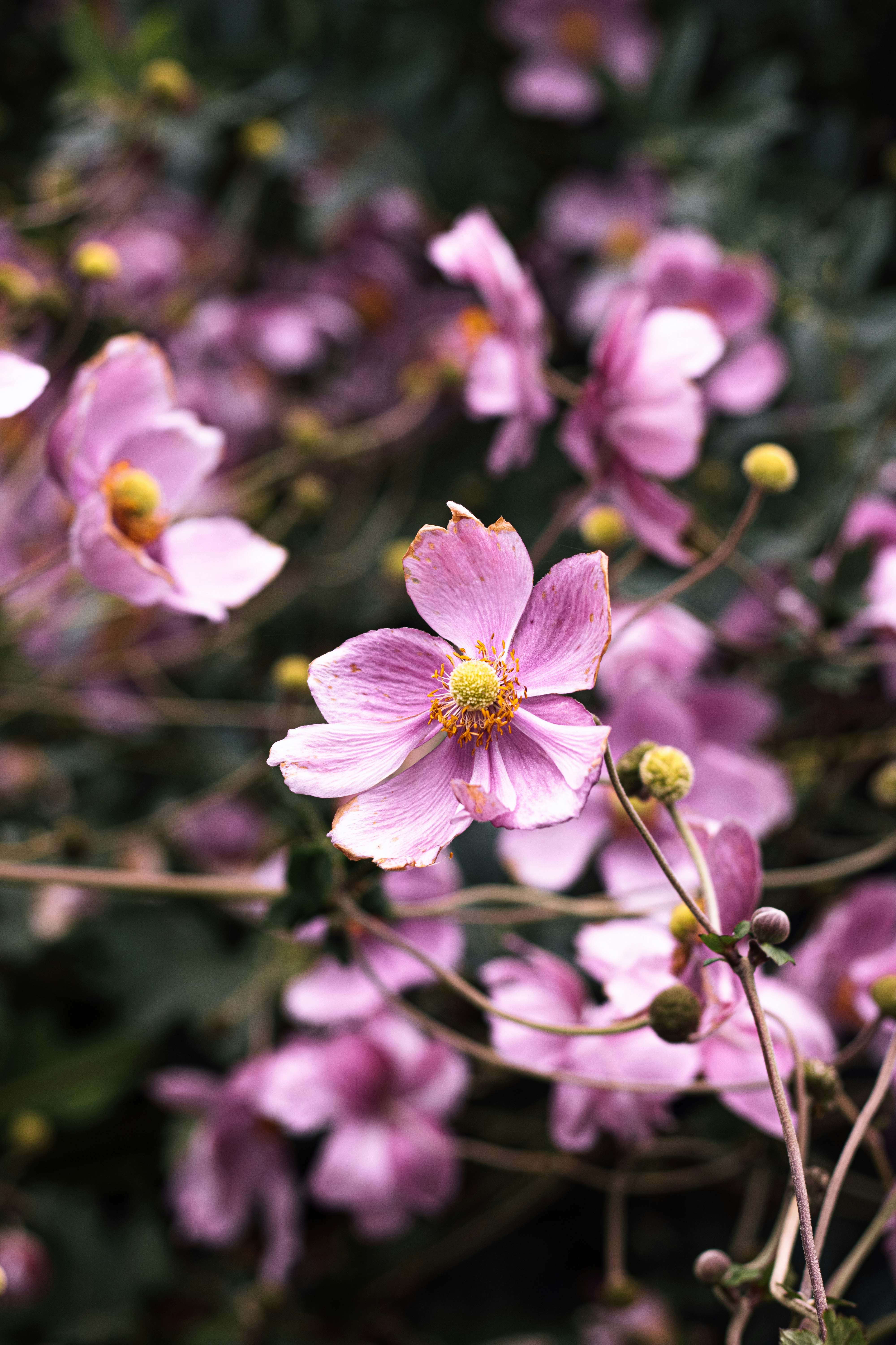 pink flowers