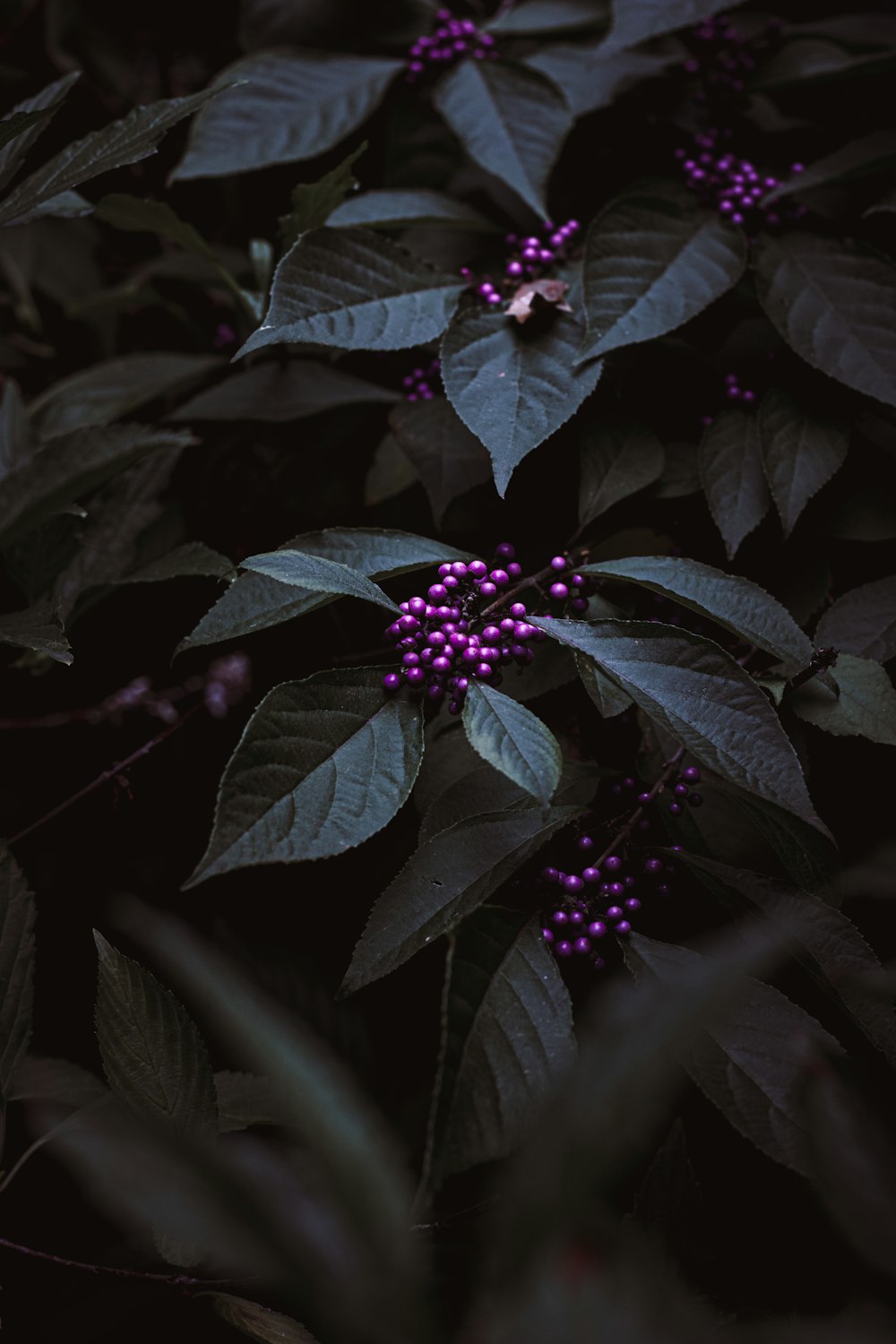 pink berries with green leaves