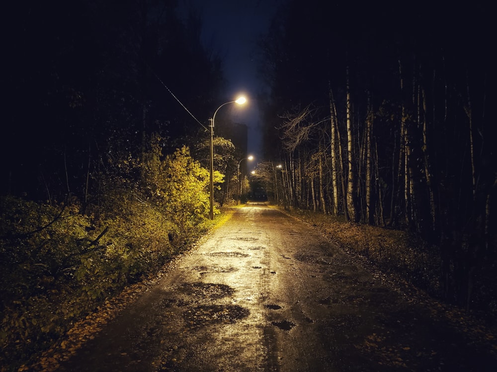 road beside trees, lampposts, and shrubs during night