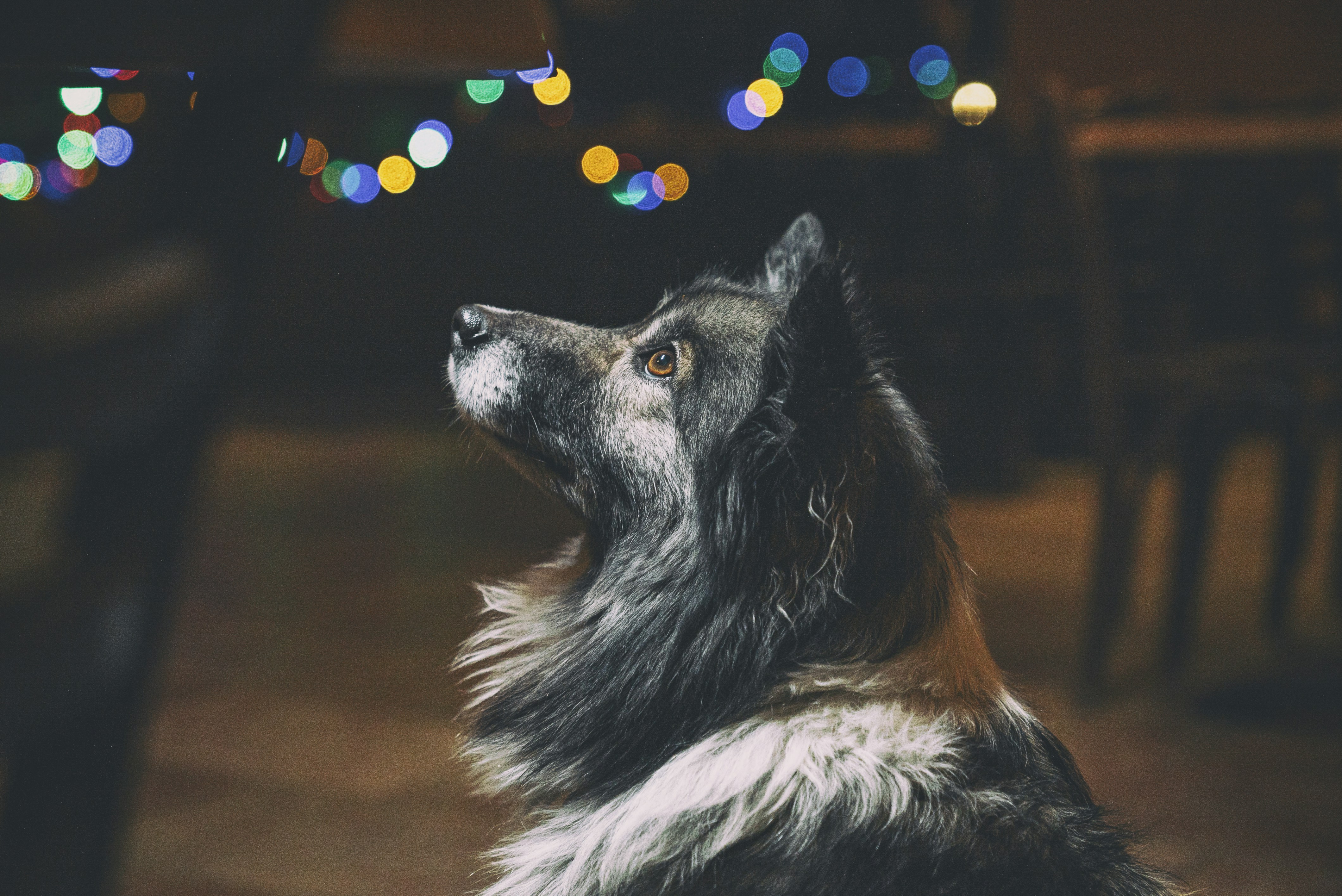 Finding Your Cosmic Canine Connection (image credits: unsplash)