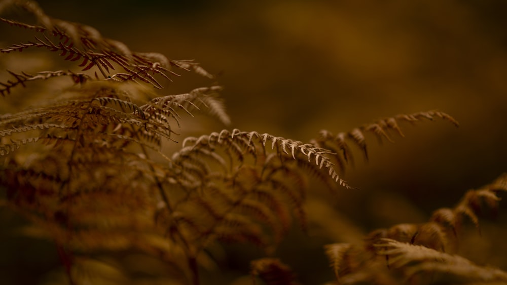 selective focus photography of fern plants