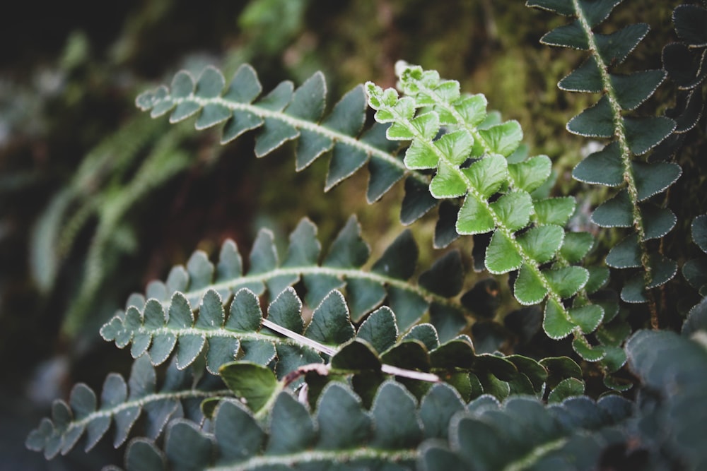 close-up photo of green leafy plant