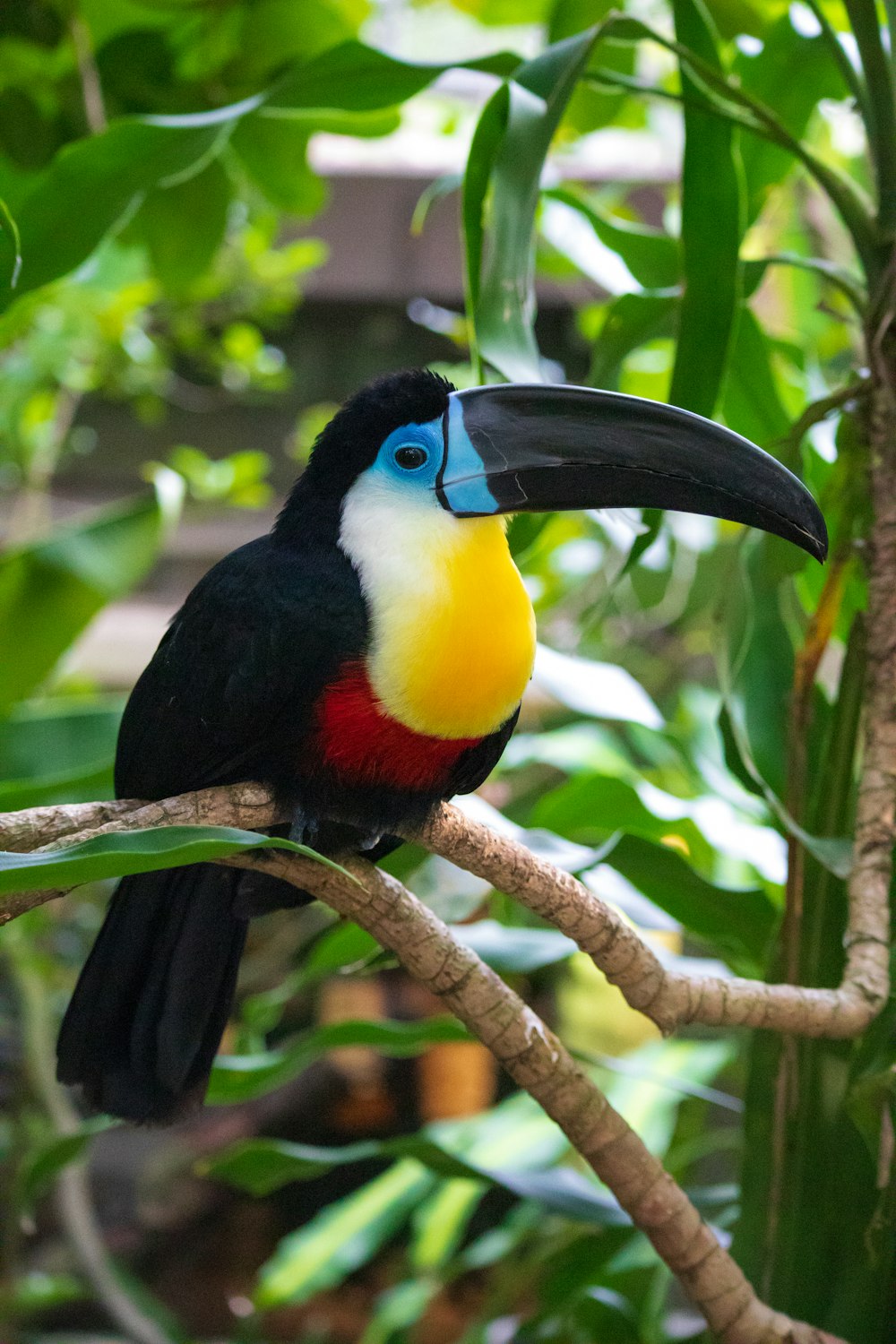 나뭇가지에 앉은 청록색, 노란색, 빨간색 및 검은색 큰부리새
