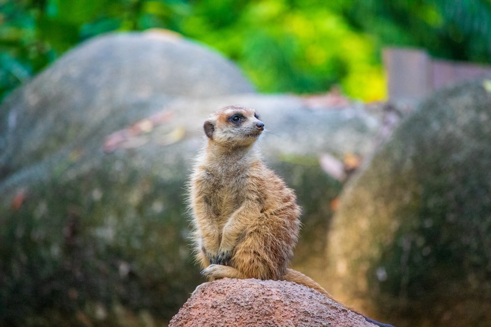brown Meerkat sitting on brown rock