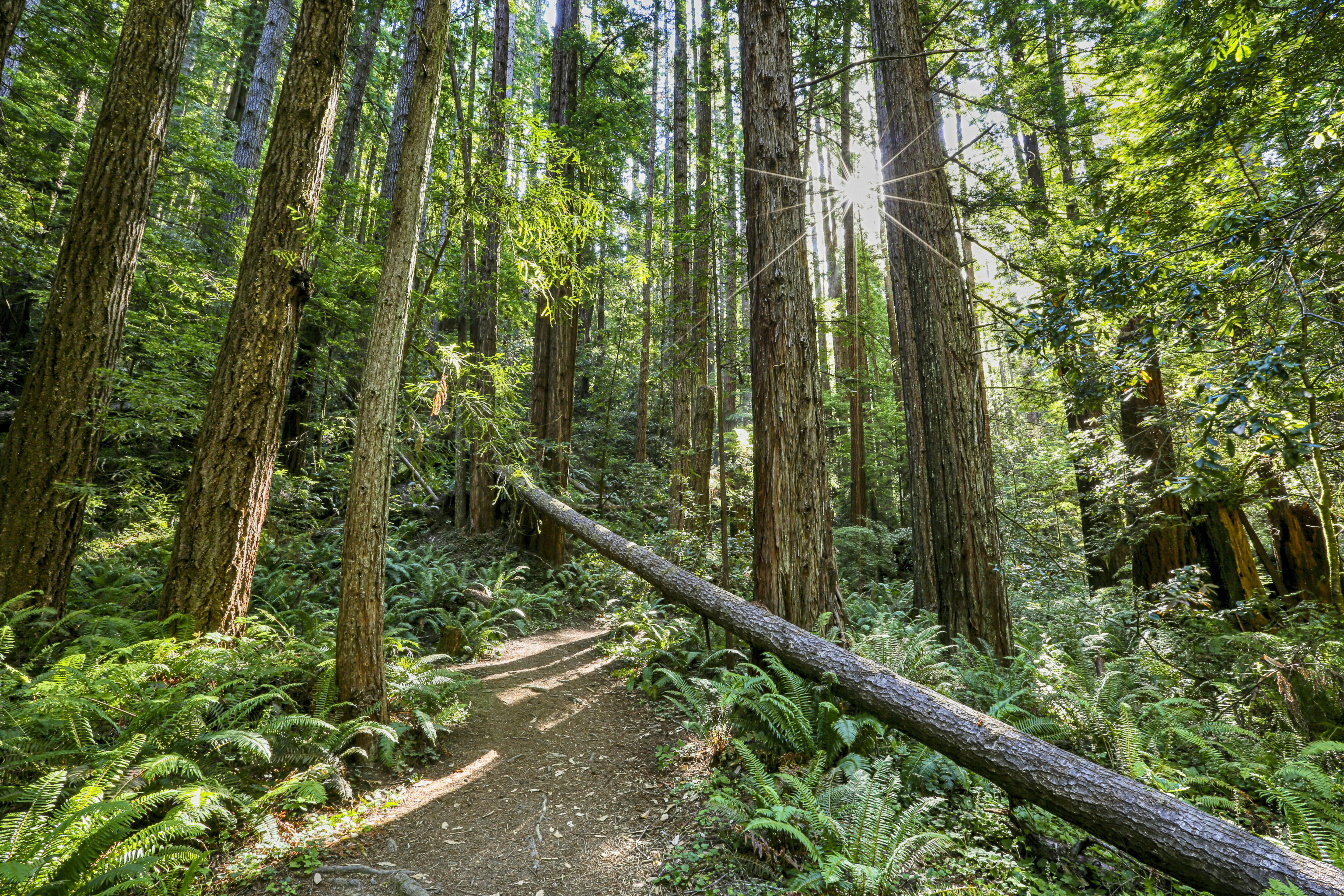 sun rays coming through cut log and tall green trees during daytime, Since I was a child I have loved walking through redwoods forests. As an adult I crave walking through these rare treasured places. The air is so fresh, the path usually matted thick with redwood needles, and it